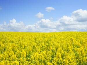 A vast field of blooming yellow mustard flowers under a bright blue sky, perfect for nature themes.