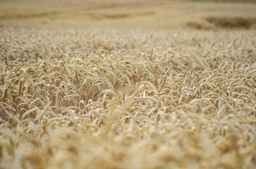 Harvest biofuel
