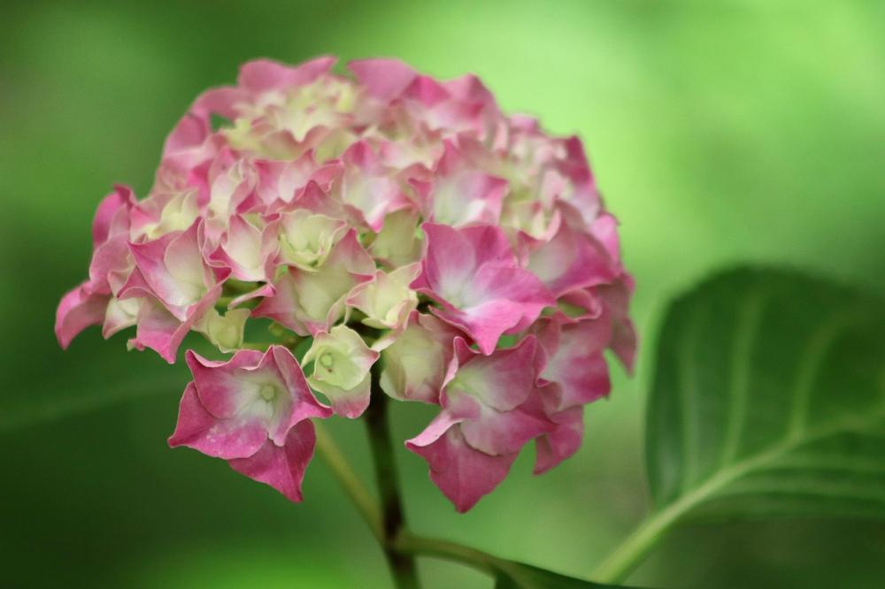 hydrangeas