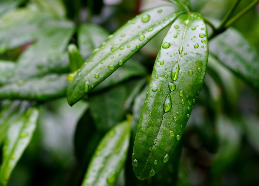 rainwater collection